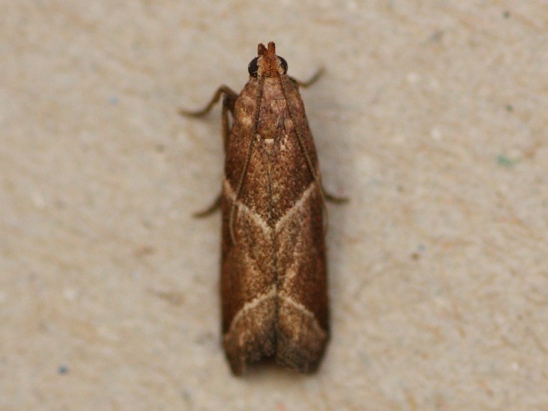Nyctegretis lineana